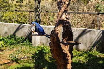 Arara azul se alimentando no Zoo das Aves