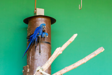 Araras azuis no Zoo das Aves - POÇOS DE CALDAS, MG, BRAZIL - JULY 20, 2023: Blue Macaws in one of...