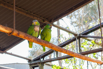 Papagaios no Zoo das Aves de Poços de Caldas