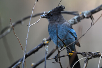 Steller's Jay  at Yosemite National Park