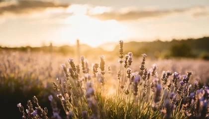 Deurstickers blossoming lavender flowers © Adrian