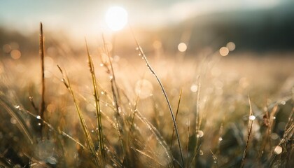 wild green grass with morning dew at sunrise macro image shallow depth of field abstract summer...
