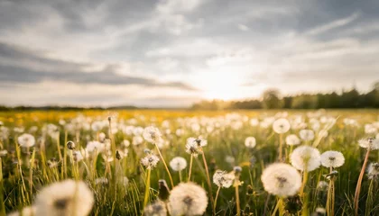 Fotobehang green field with white and yellow dandelions outdoors in nature in summer © Kristopher