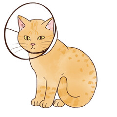 エリザベスカラーを付けた猫のイラスト