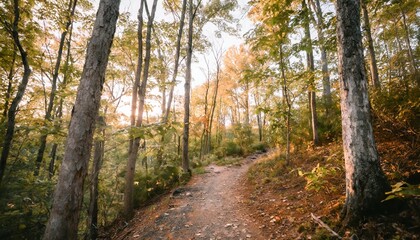 Fototapeta na wymiar trail in the autumn forest nature