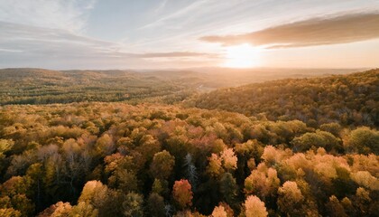 aerial view of forest in autumn with colorful trees drone photography