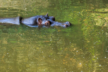 Hippopotamus swimming in the water with just its head sticking out of the water