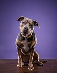 studio shot of a cute dog on an isolated background - 775503369