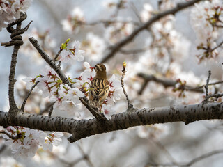 桜の花と雀