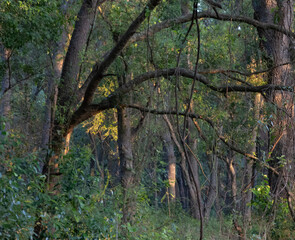 early morning in a oak forest