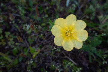 yellow primrose flower with dew drops
