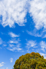 青い空と緑の木々