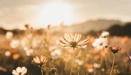  cosmos colorful flower in the field photo toned style instagram filters nature background © Lauren