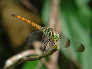 dragonfly on a branch