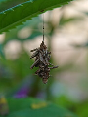 A caterpillar in his house hangs from a green leaf
