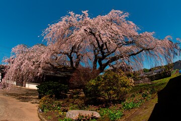 白丹の枝垂れ桜