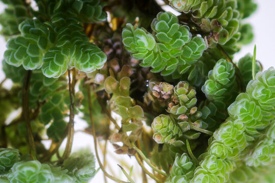 Study of green floating Azolla Pinnata, A kind of aquatic fern which floats on the surface of water and turns red in Laboratory.