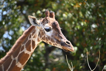 Fototapeta premium 動物園のキリン