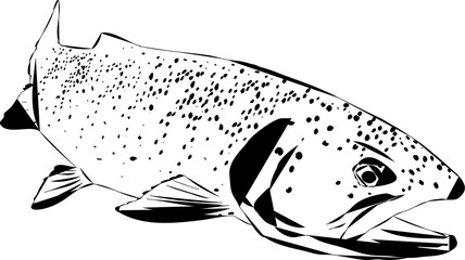 Modern outline of a rainbow trout fish