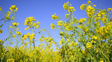 菜の花畑,
