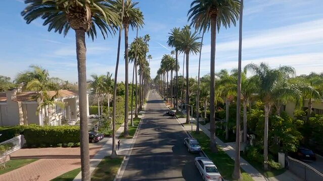View from fpv drone flying above scenic road with palms in Los Angeles in sunny day light, California, USA. Californication Palm Trees 4K