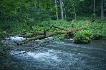 奥入瀬渓流の流れと倒木と新緑