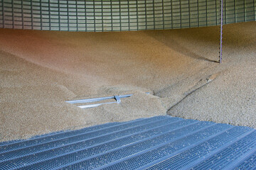 hard red spring wheat inside a grain bin © Peter