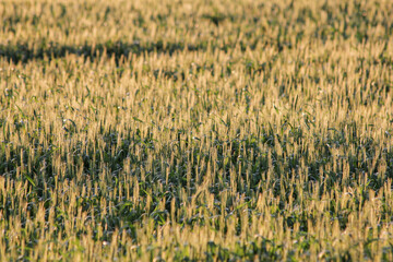 field of spring wheat
