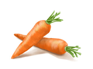 2本の茎付き人参のリアルな水彩イラスト