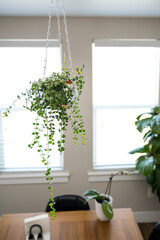Hanging houseplant near a window above dining table