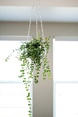 Vining plant in a disco planter hanging in front of bright window in a home