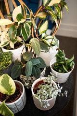 Group of various plant sitting in front of a window