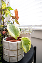 Plants sitting near a bright window 