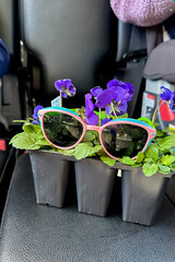 Sunglasses sitting atop pansies in a plastic nursery pot in a car