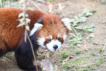 野生風レッサーパンダ