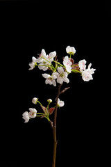Fototapeta na wymiar pear blossoming flowers on black background. Spring flowers bloom. 