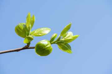 young green leaves on a tree branch on blue sky, buds in spring