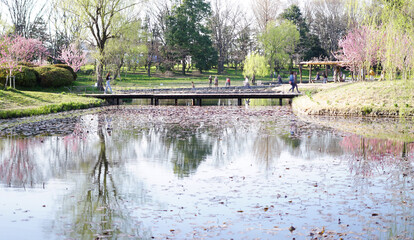 水辺に映る桜景色 / Cherry blossom scenery reflected on the waterfront