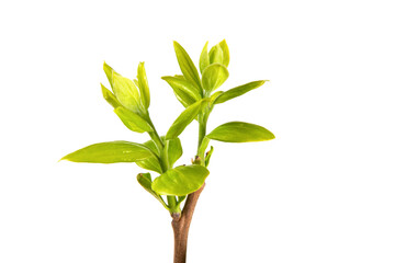 young green leaves on a tree branch isolated on white background, buds in spring