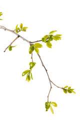 young green leaves on a tree branch isolated on white background, buds in spring