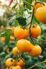 Organic agriculture concept: harvesting ripe yellow tomatoes in greenhouse