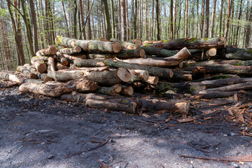 A woodpile of chopped lumber in the forest. A big pile of cut down oak trees. Deforestation.