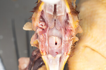 Study the anatomy and physiology of chickens in the biology lab.