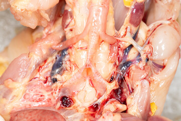 Study the anatomy and physiology of chickens in the biology lab.
