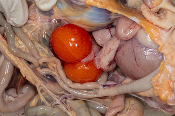 Study the anatomy and physiology of chickens in the biology lab.