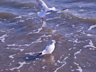 seagull on the beach