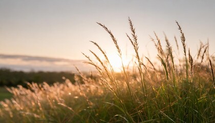 grass silhouette in the evening sun