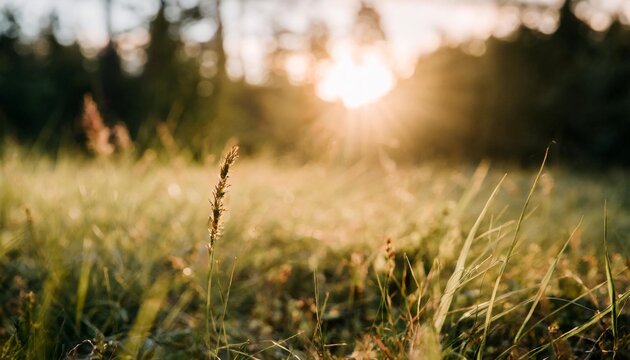 green grass on the forest meadow at sunset macro image beautiful summer nature background