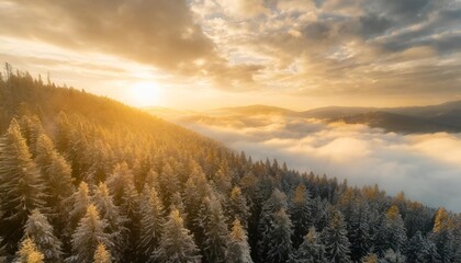 Naklejka na ściany i meble new year 2024 environment inspirational abstract nature background of pine trees in a mountain forest and clouds aerial top view