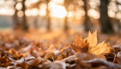 defocused dry autumn leaves in nature